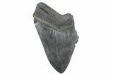 Partial Fossil Megalodon Tooth - South Carolina #362542-1